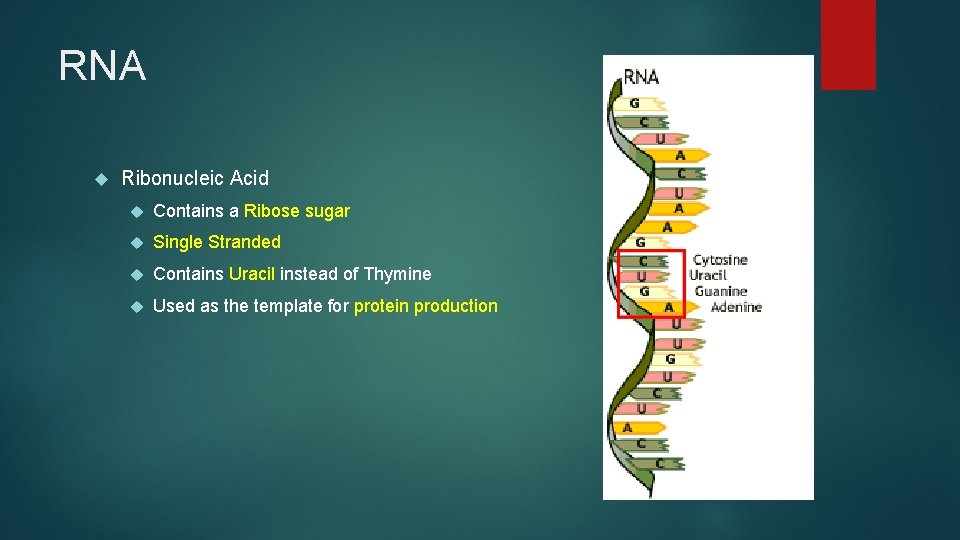 RNA and Protein Synthesis RNA Ribonucleic Acid Contains