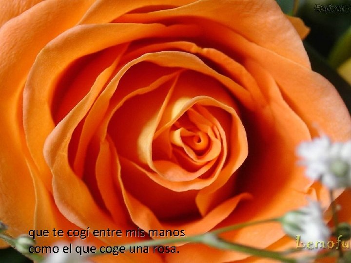 que te cogí entre mis manos como el que coge una rosa. 