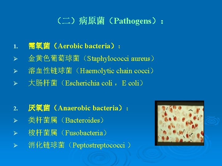 （二）病原菌（Pathogens）： 1. 需氧菌（Aerobic bacteria）： Ø 金黄色葡萄球菌（Staphylococci aureus） Ø 溶血性链球菌（Haemolytic chain cocci） Ø 大肠杆菌（Escherichia coli