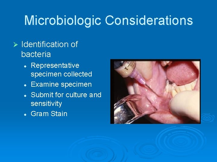 Microbiologic Considerations Ø Identification of bacteria l l Representative specimen collected Examine specimen Submit