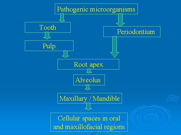 Pathogenic microorganisms Tooth Periodontium Pulp Root apex Alveolus Maxillary / Mandible Cellular spaces in