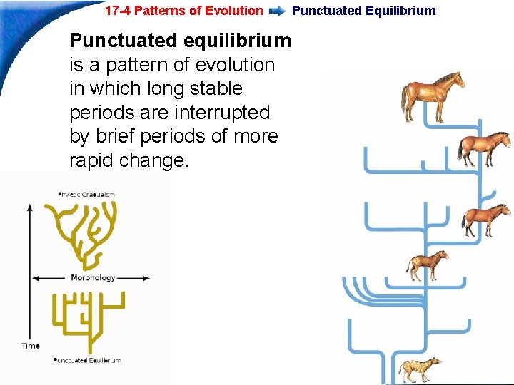 17 -4 Patterns of Evolution Punctuated Equilibrium Punctuated equilibrium is a pattern of evolution