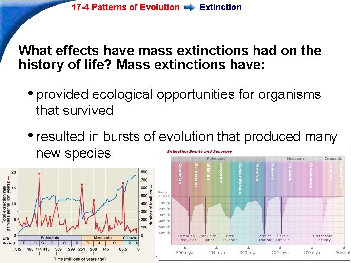 17 -4 Patterns of Evolution Extinction What effects have mass extinctions had on the