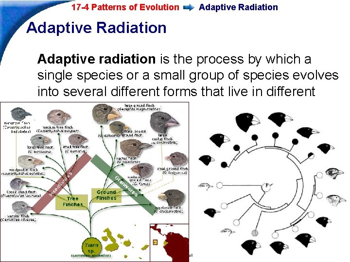 17 -4 Patterns of Evolution Adaptive Radiation Adaptive radiation is the process by which