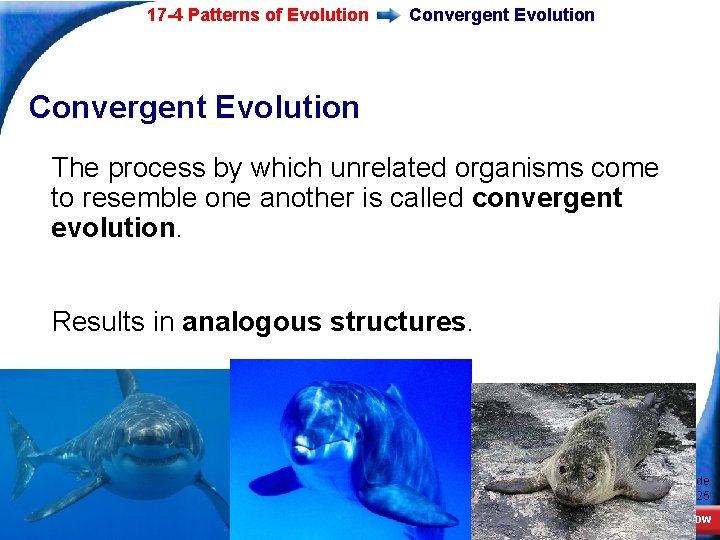 17 -4 Patterns of Evolution Convergent Evolution The process by which unrelated organisms come