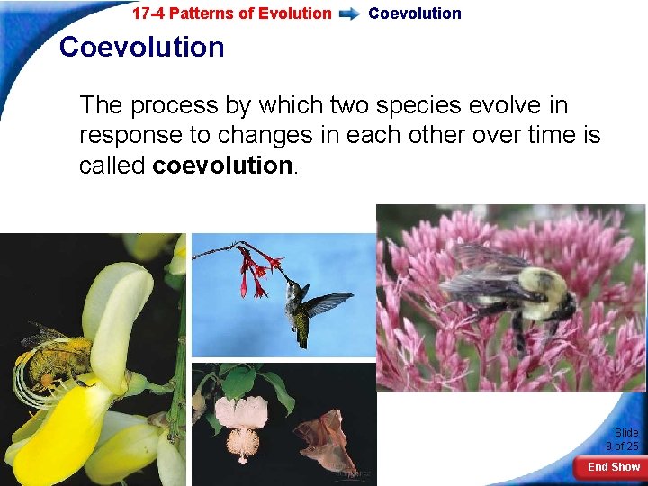 17 -4 Patterns of Evolution Coevolution The process by which two species evolve in