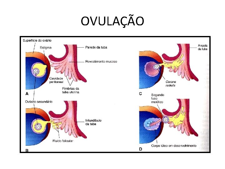 OVULAÇÃO 