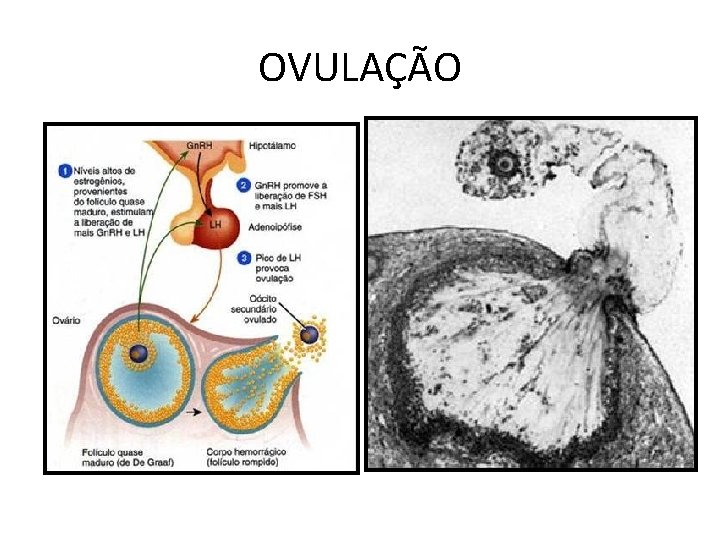 OVULAÇÃO 