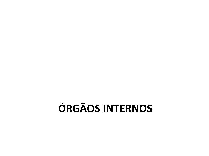 ÓRGÃOS INTERNOS 