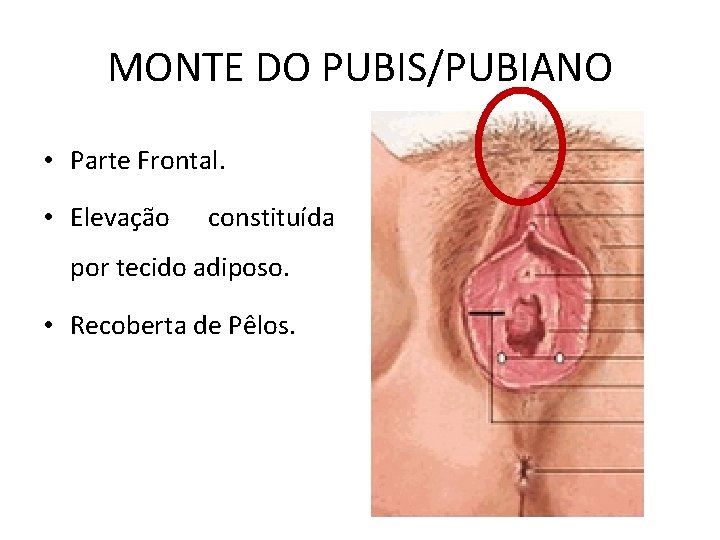 MONTE DO PUBIS/PUBIANO • Parte Frontal. • Elevação constituída por tecido adiposo. • Recoberta