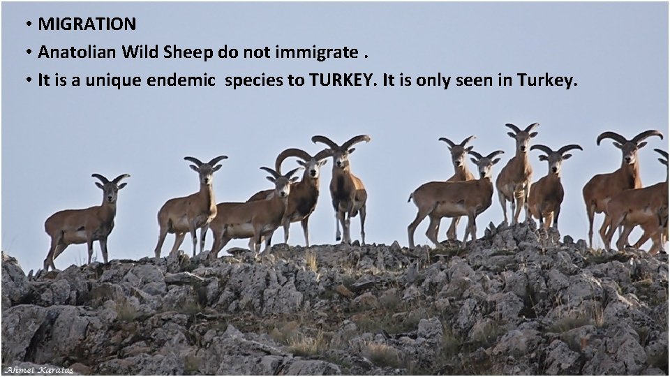  • MIGRATION • Anatolian Wild Sheep do not immigrate. • It is a