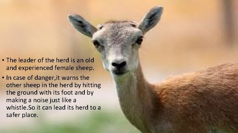  • The leader of the herd is an old and experienced female sheep.