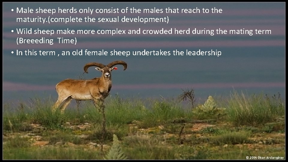  • Male sheep herds only consist of the males that reach to the