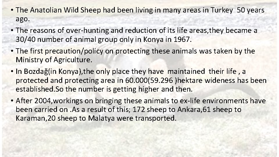  • The Anatolian Wild Sheep had been living in many areas in Turkey