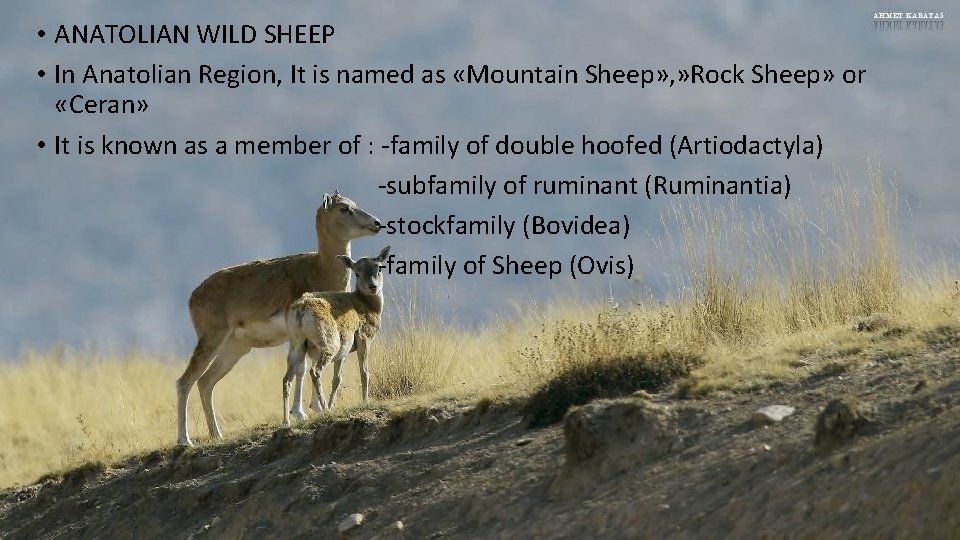  • ANATOLIAN WILD SHEEP • In Anatolian Region, It is named as «Mountain