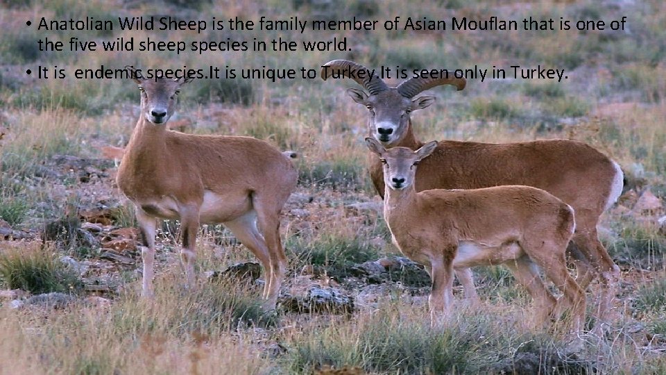  • Anatolian Wild Sheep is the family member of Asian Mouflan that is