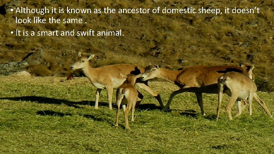  • Although it is known as the ancestor of domestic sheep, it doesn’t