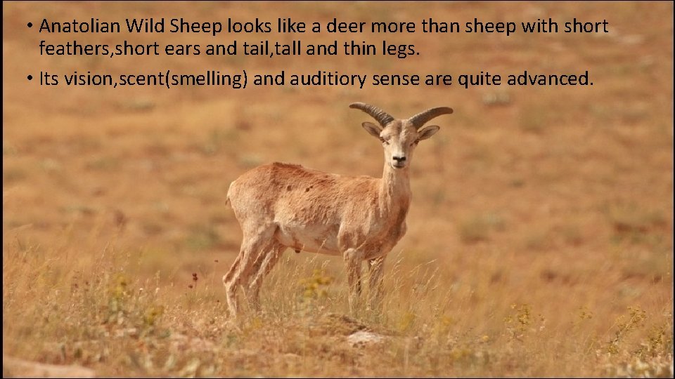  • Anatolian Wild Sheep looks like a deer more than sheep with short