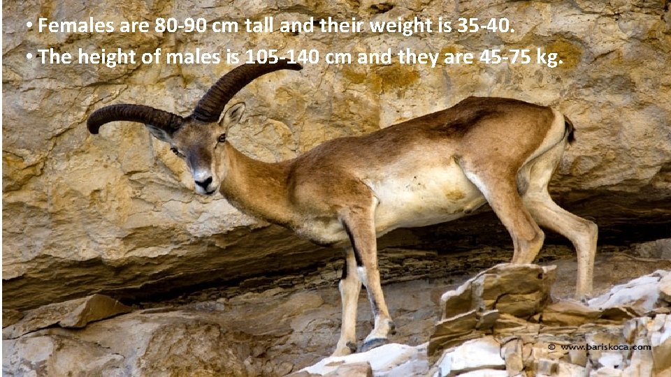  • Females are 80 -90 cm tall and their weight is 35 -40.