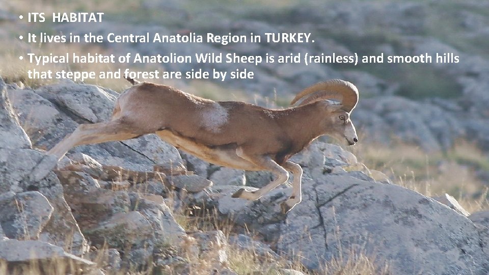  • ITS HABITAT • It lives in the Central Anatolia Region in TURKEY.