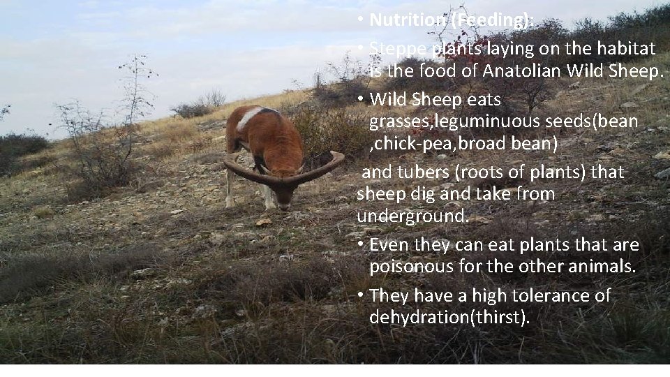  • Nutrition (Feeding): • Steppe plants laying on the habitat is the food