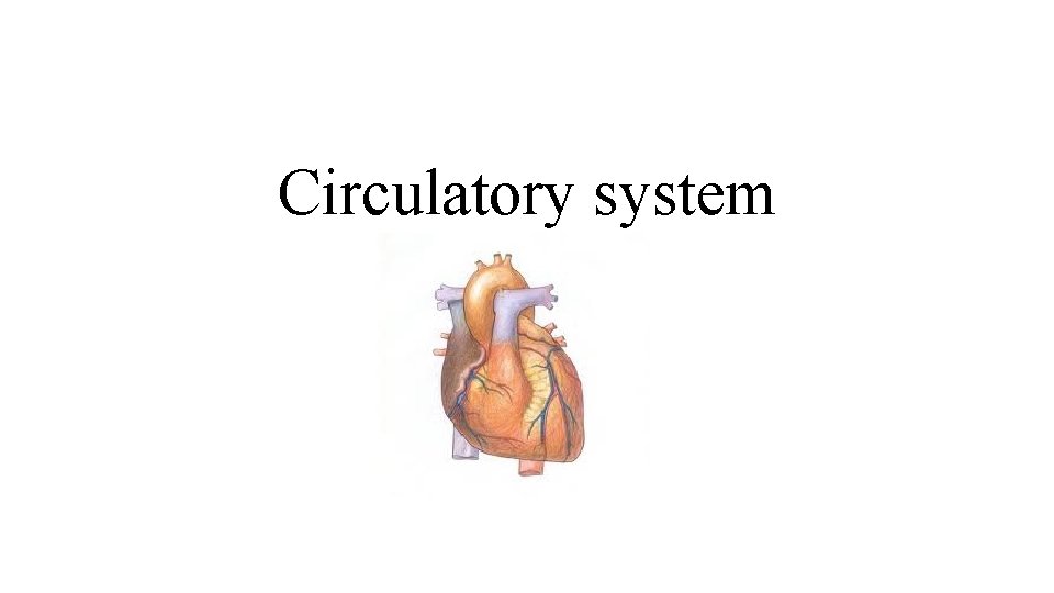 Circulatory system 