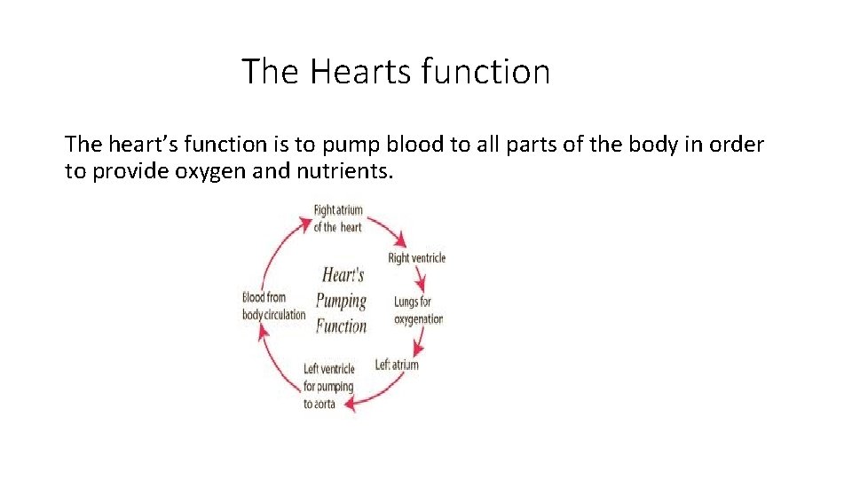 The Hearts function The heart’s function is to pump blood to all parts of