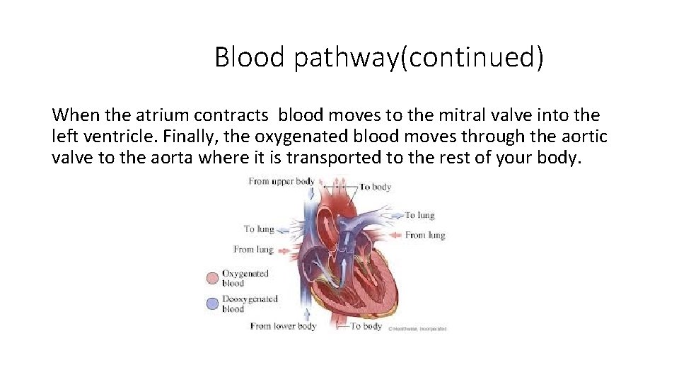 Blood pathway(continued) When the atrium contracts blood moves to the mitral valve into the