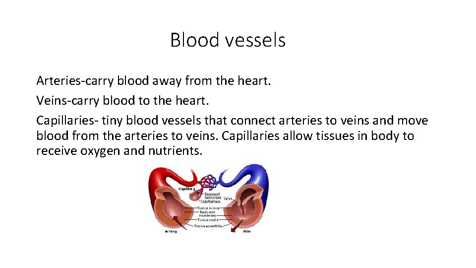 Blood vessels Arteries-carry blood away from the heart. Veins-carry blood to the heart. Capillaries-