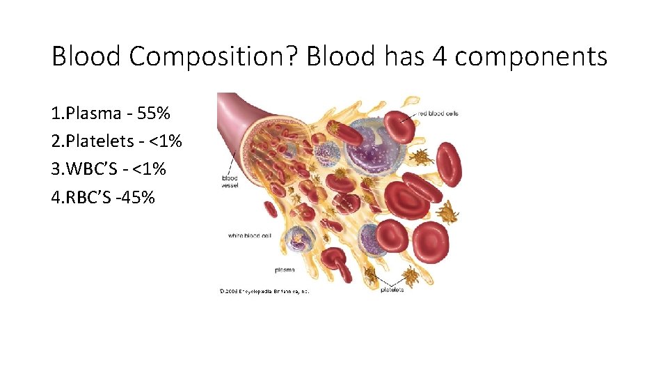 Blood Composition? Blood has 4 components 1. Plasma - 55% 2. Platelets - <1%