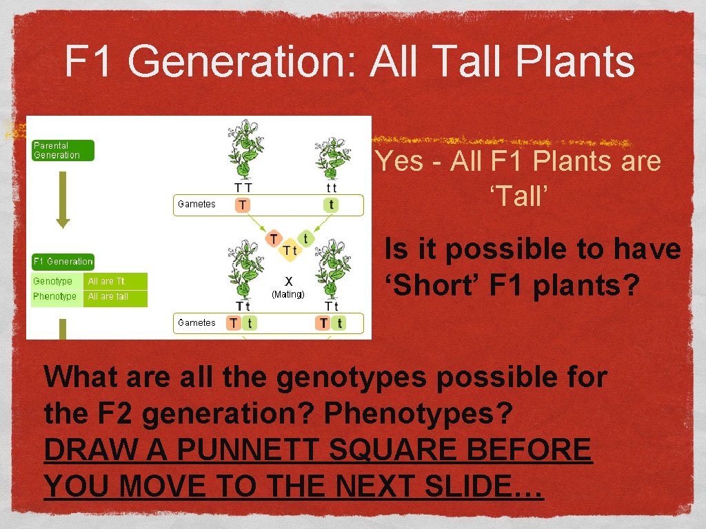 F 1 Generation: All Tall Plants Yes - All F 1 Plants are ‘Tall’