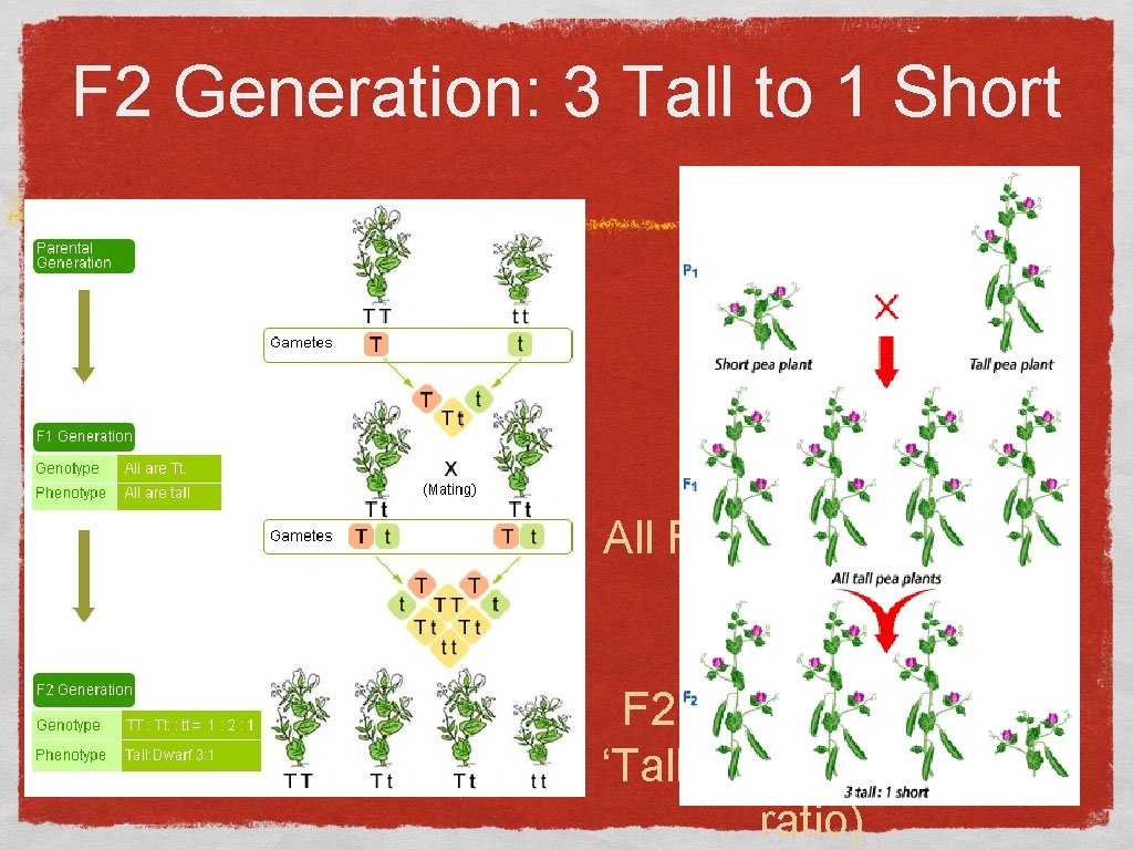 F 2 Generation: 3 Tall to 1 Short All F 1 Plants are ‘Tall’