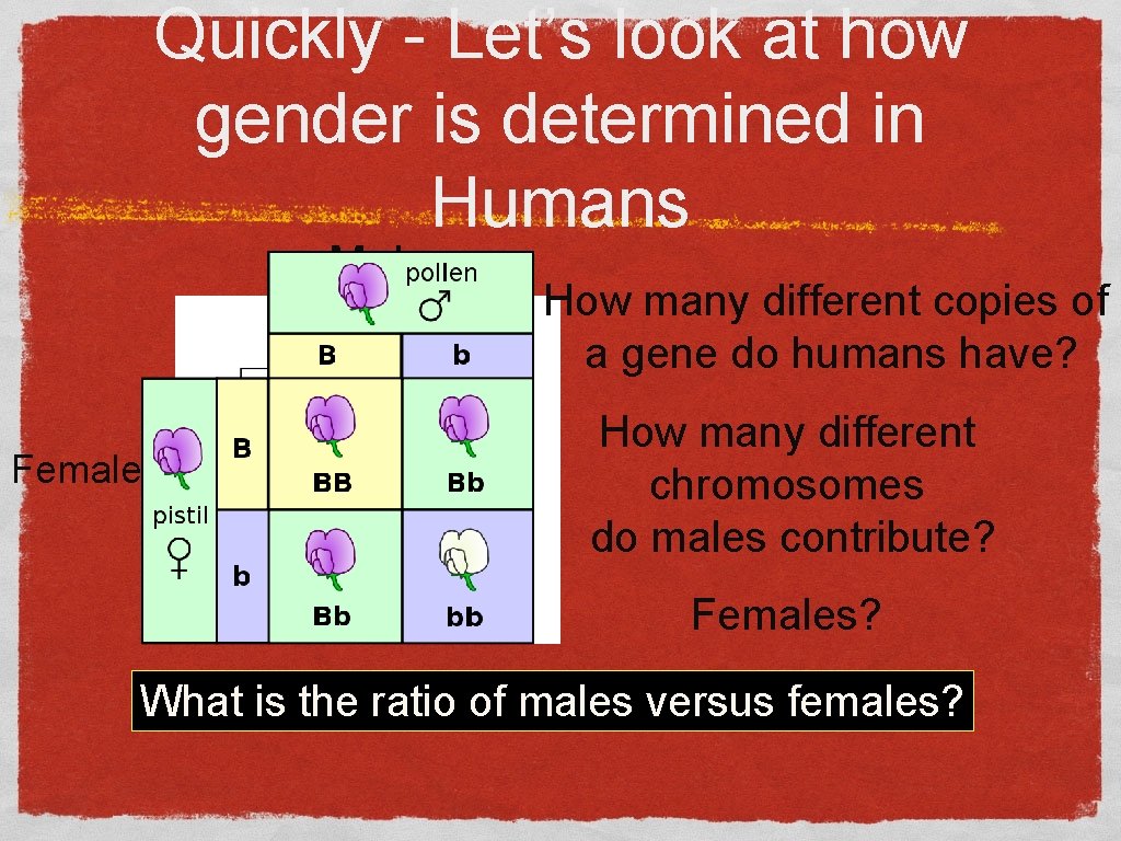 Quickly - Let’s look at how gender is determined in Humans Male Female How