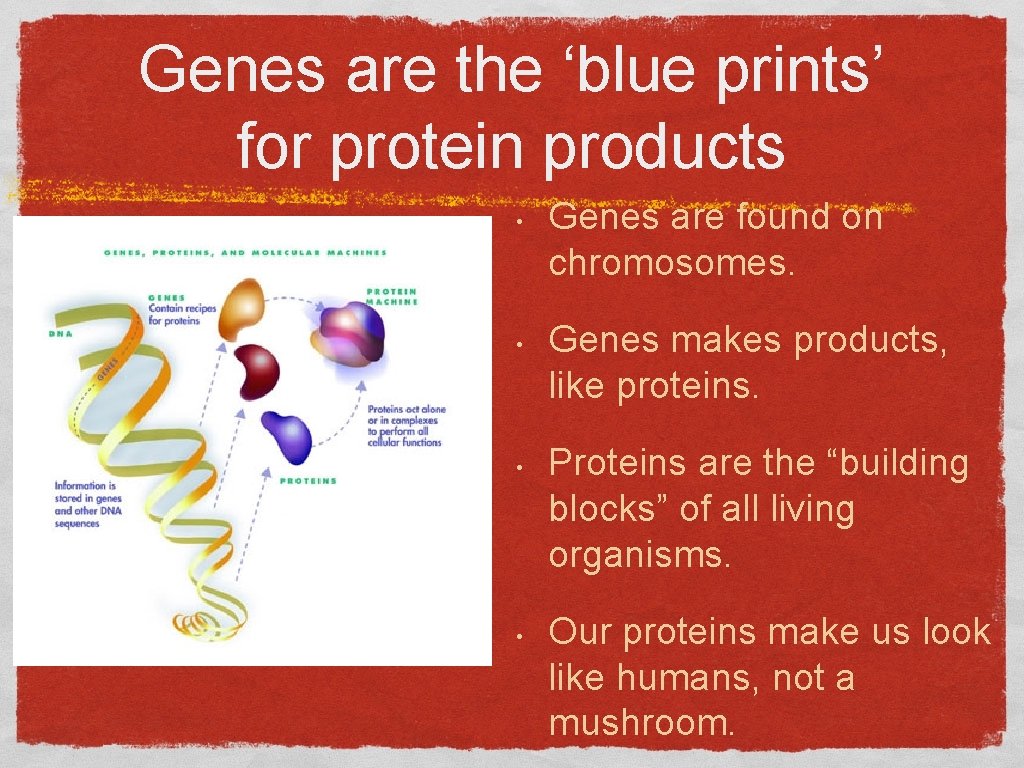 Genes are the ‘blue prints’ for protein products • • Genes are found on Genes are the ‘blue prints’ for protein products • • Genes are found on