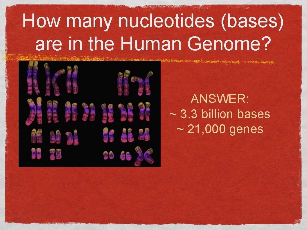 How many nucleotides (bases) are in the Human Genome? ANSWER: ~ 3. 3 billion