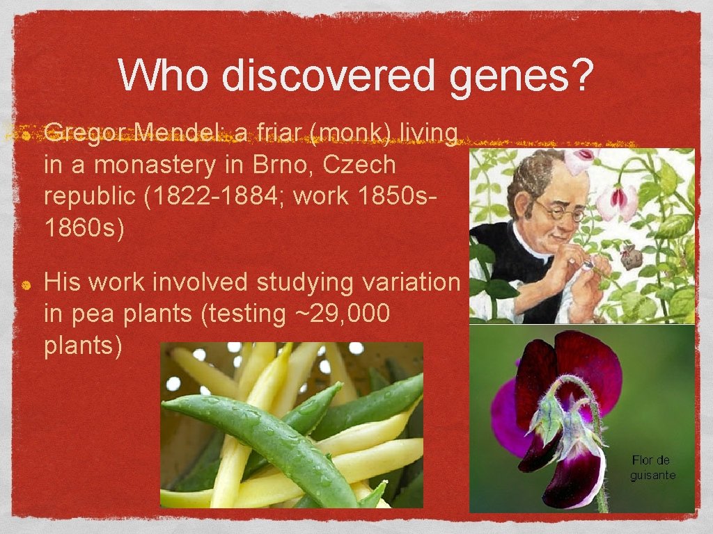 Who discovered genes? Gregor Mendel: a friar (monk) living in a monastery in Brno,