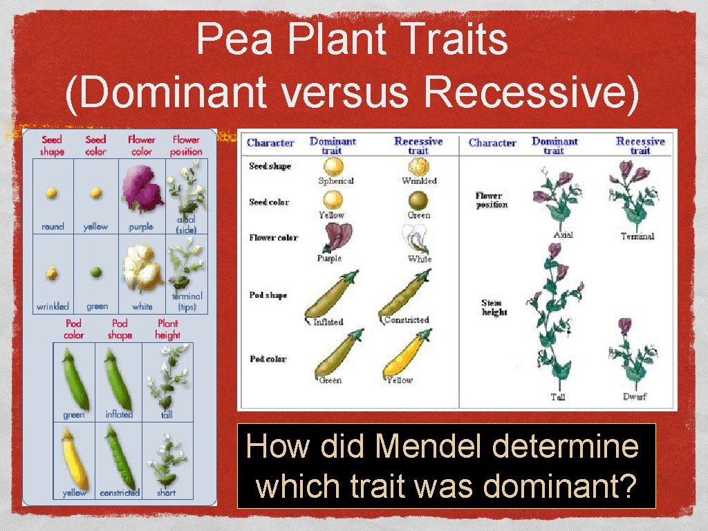 Pea Plant Traits (Dominant versus Recessive) How did Mendel determine which trait was dominant?