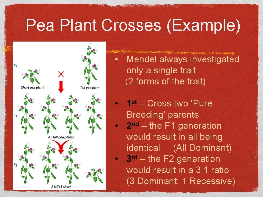 Pea Plant Crosses (Example) • Mendel always investigated only a single trait (2 forms