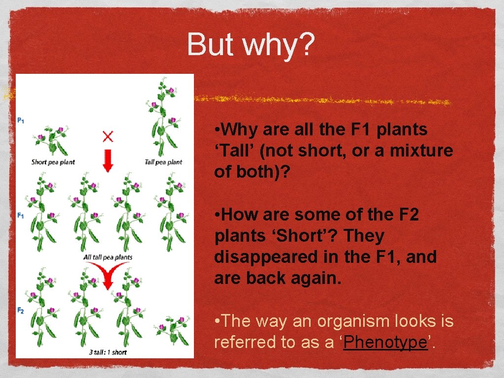 But why? • Why are all the F 1 plants ‘Tall’ (not short, or But why? • Why are all the F 1 plants ‘Tall’ (not short, or