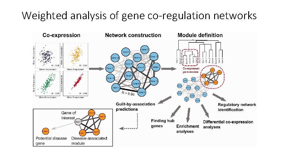 Weighted analysis of gene co-regulation networks 