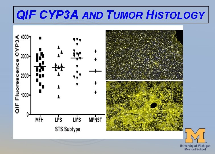 QIF CYP 3 A AND TUMOR HISTOLOGY 