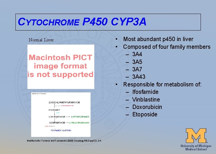 CYTOCHROME P 450 CYP 3 A Normal Liver Modified after Furlanut and Franceschi (2003)