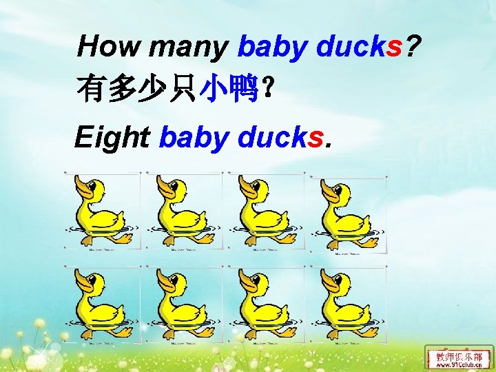 How many baby ducks? 有多少只小鸭？ Eight baby ducks. 