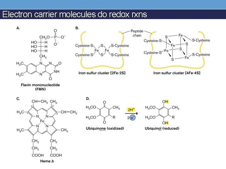 Electron carrier molecules do redox rxns 