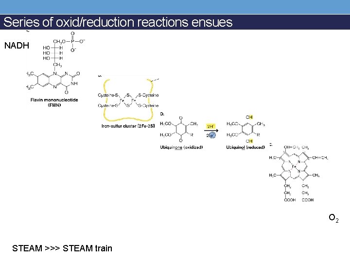 Series of oxid/reduction reactions ensues NADH O 2 STEAM >>> STEAM train 