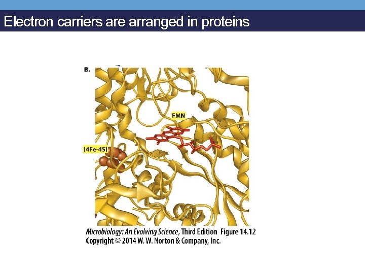 Electron carriers are arranged in proteins 