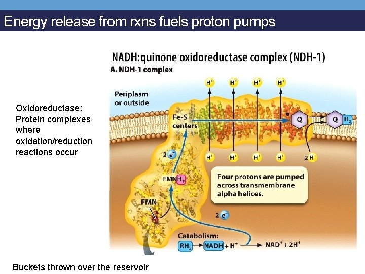 Energy release from rxns fuels proton pumps Oxidoreductase: Protein complexes where oxidation/reduction reactions occur