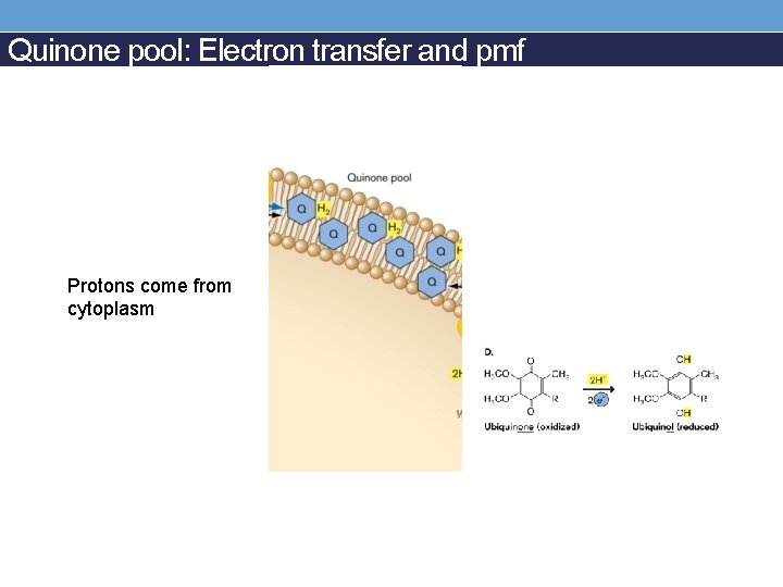 Quinone pool: Electron transfer and pmf Protons come from cytoplasm 