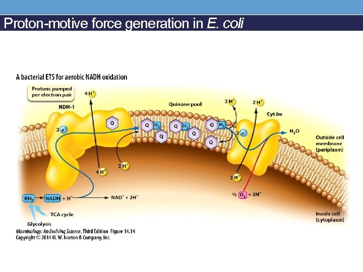 Proton-motive force generation in E. coli 