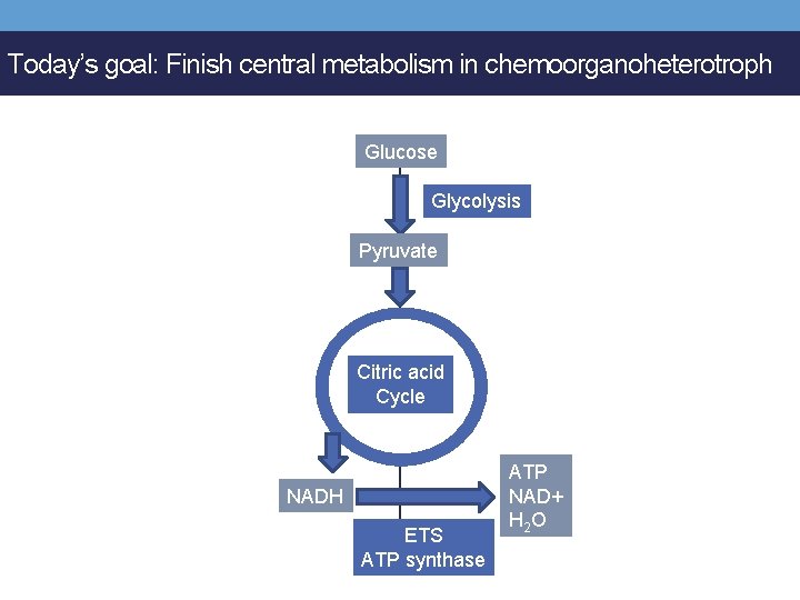 Today’s goal: Finish central metabolism in chemoorganoheterotroph Glucose Glycolysis Pyruvate Citric acid Cycle NADH